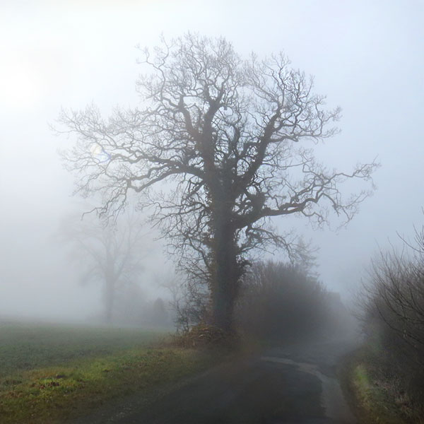 Baum an der Schlei im Nebel